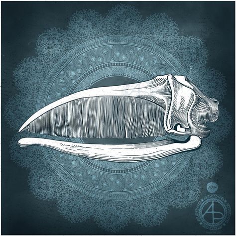 Whale Skeleton Drawing, Whale Skeleton Tattoo, Whale Skull, Skull Character, General Tattoo, Space Whales Art, Space Whale Art, Blue Whale Skeleton, Bowhead Whale