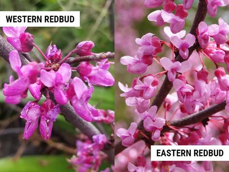 Western Redbud vs Eastern Redbud: What is the difference? – World of Garden Plants Western Redbud, Eastern Redbud, Redbud Tree, The Mundane, Landscape Trees, Flowering Trees, Green Thumb, Garden Plants, Daily Life