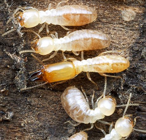 Drywood Termites, White Ant, Wood Termites, Types Of Bugs, Types Of Insects, Natural Homes, Termite Control, Citrus Oil, Garden Guide