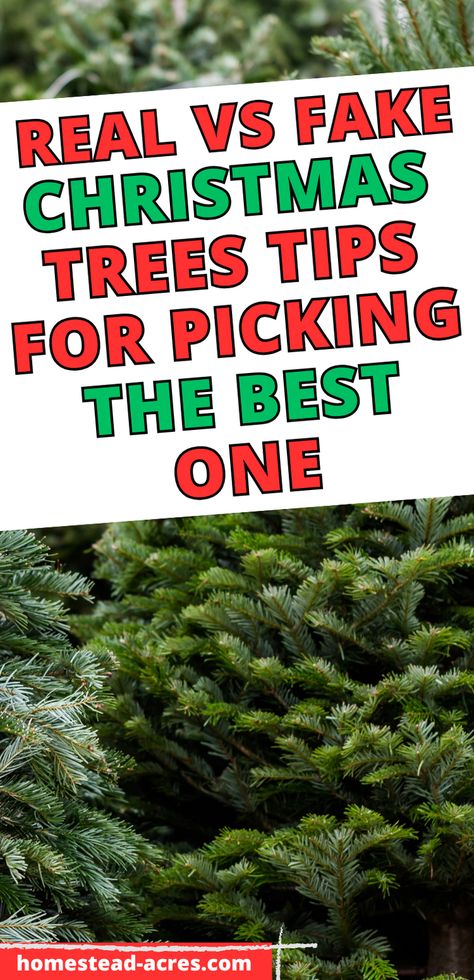 Thinking about what kind of Christmas tree to get this year? I’ve got you covered with a friendly guide to real vs fake Christmas trees. From the distinct charm of a real Christmas tree to the practicality of an artificial one, I’ve laid out everything you need to make the best decision. Christmas decor, Christmas decorating, Xmas tree, easy Christmas ideas. Christmas Tree Preservative, Decorating Xmas Tree, Christmas Tree Tips, Easy Christmas Ideas, Fake Christmas Tree, Fake Gifts, Types Of Christmas Trees, Tangled Lights, Fake Christmas Trees