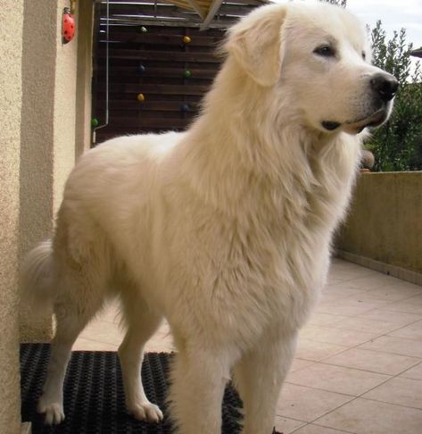 Montagne des Pyrénées - Chien de montagne des Pyrénées - L'avis du vétérinaire - Choisir son chien Alabai Dog, Pyrenees Puppies, Pyrenean Mountain Dog, Top Dog Breeds, Livestock Guardian Dog, Big Dog Breeds, Great Pyrenees Dog, Horses And Dogs, Great Pyrenees