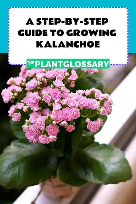 Kalanchoe, a succulent known for its vibrant flowers and thick leaves, is a delightful addition to any plant lover's collection. This article offers a step-by-step guide on how to cultivate and maintain a flourishing Kalanchoe plant, ensuring year-round beauty. How To Prune Kalanchoe, Kalanchoe Flowers, Kalanchoe Plant Types, Kalanchoe Thyrsiflora, Paddle Plant, Kalanchoe Blossfeldiana, Kalanchoe Beharensis, Christmas Cactus, Flower Spike