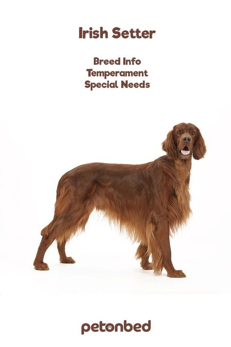 Irish Setter Dogs, Big Dog Breeds, Dogs Breeds, Irish Setter, Dog Breed, Big Dogs, Dog Breeds, Essence, Pet