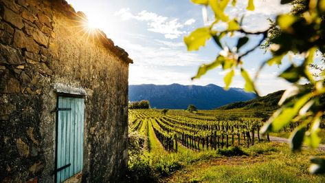 Beyond the wine-tasting and vineyard strolls in Vipava Valley are medieval hilltop villages waiting to be ... Agritourism Farms, Baroque Artworks, Cities Of The World, Cycling Route, Mountain Bike Trails, Travel Videos, Wine Region, Group Tours, Uk Travel