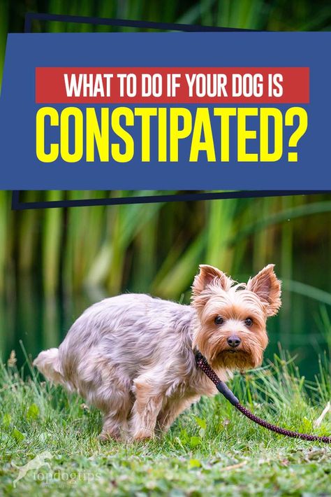 Constipation Relief For Dogs, Constipation In Dogs, Dog Constipation Remedies, Constipated Dog, Meds For Dogs, Pet Remedies, Dog Remedies, Constipation Relief, Dog Food Brands