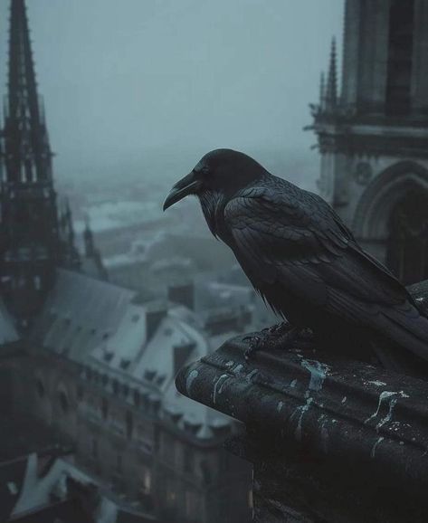 Insta Followers, Crows Ravens, Gothic Aesthetic, Arte Inspo, Six Feet Under, Arte Fantasy, Dark Photography, Kraken, 6 D