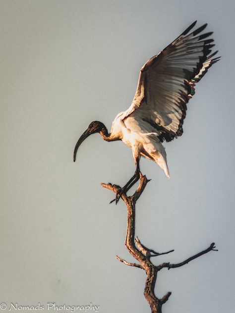 Alight The African sacred ibis is a species of ibis, a wading bird of the family Threskiornithidae. It is especially known for its role in Ancient Egyptian religion, where it was linked to the god Thoth. Egyptian Animals Ancient Egypt, Ibis Bird Egypt, Ibis Bird Art, Ibis Bird Drawing, African Sacred Ibis, Ibis Tattoo, Egyptian Bird, Thoth God, Ibis Bird