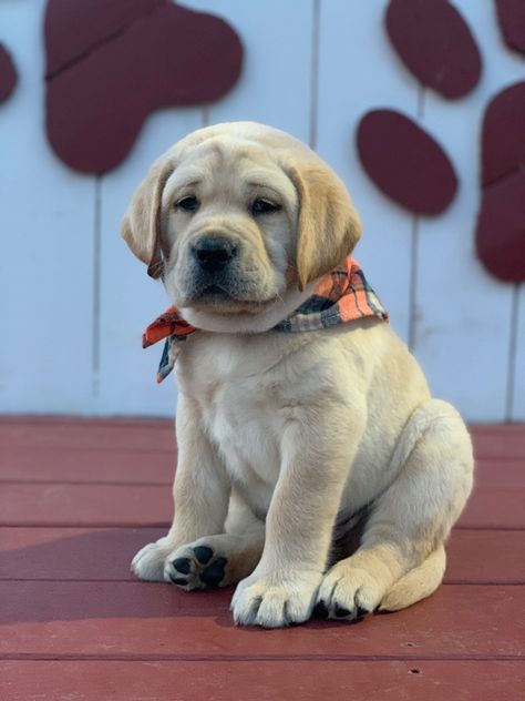 English Lab Puppies, Dog Aesthetics, Cute Labrador Puppies, Wallpaper Dog Aesthetic, Yellow Labrador Puppy, Lovers Tattoo, English Labrador, Yellow Lab Puppies, English Dogs