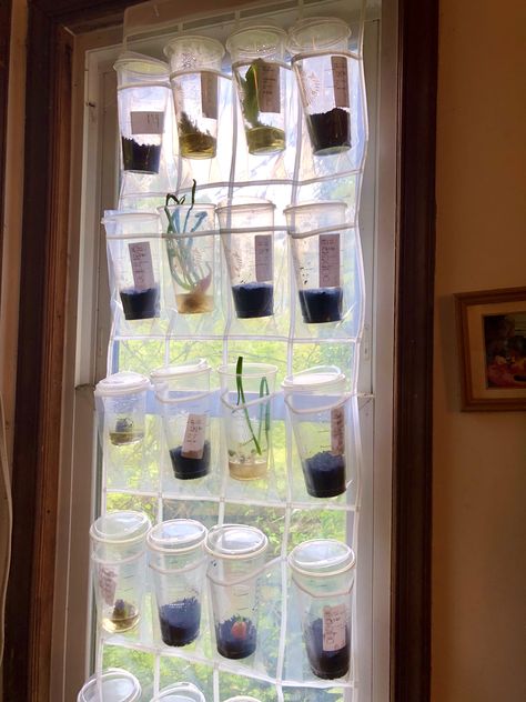 Start those seeds early, and grow new produce from your Romain lettuce, carrots, onions and more! Trenta-size Starbucks clear plastic cups plus clear plastic shoe organizer from the container store does the trick :-) Happy Spingtime, Sweet Beltane everybody! Starbucks Cup Organization, Diy Mini Greenhouse, Romain Lettuce, Plantarea Legumelor, Clear Plastic Cups, Potager Garden, Green Stuff, Mini Greenhouse, The Container Store