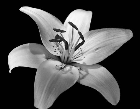 Black & White Lily | Flickr - Photo Sharing! Flower Reference Black And White, Realistic Lily Tattoo, Black And White Flower Photography, Lilly Flower Tattoo, Lillies Tattoo, Flower Black And White, Lily Flower Tattoos, Black White Flowers, White Lily Flower