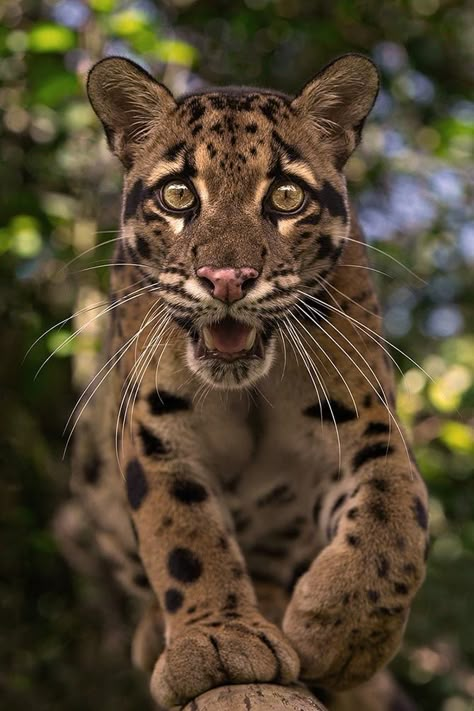 Clouded Leopard (Neofelis nebulosa) / Panthère nébuleuse / Image by ashleyvincentphotography (Ashley Vincent Photography) from instagram Cloud Leopard, Clouded Leopard, Animal Mural, Leopard Cat, Draw Animals, Universal Love, Pretty Animals, Tiger Tattoo, Hyena