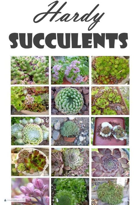 Grow the Hardy Succulents that I recommend in your garden; you'll be amazed at their toughness, and beauty... Succulent Garden Outdoor, Hardy Succulents, Cactus Planta, Succulent Garden Diy, Types Of Succulents, Plants Succulents, Succulent Gardening, Succulent Care, Water Wise