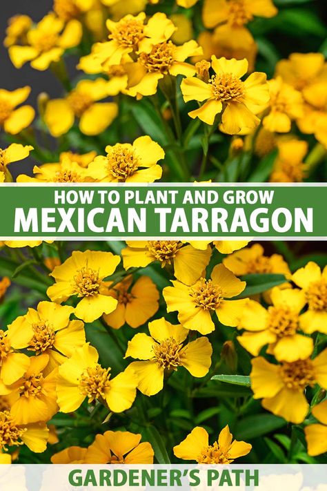 Mexican tarragon is a multi-purpose herb that works as both an ornamental and a tasty ingredient for your kitchen toolkit. Plus it can keep bugs away, attracts beneficial insects, and has a long history of medicinal uses. And it’s not fussy about soil. Learn more now on Gardener's Path. #mexicantarragon #gardenerspath Mexican Tarragon, Growing Herbs At Home, Backyard Hacks, Homestead Gardening, Preserving Herbs, Container Planting, Homestead Life, Herb Garden In Kitchen, Harvesting Herbs