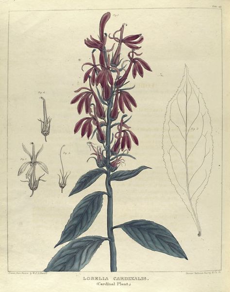 Lobelia Cardinalis, Indoor Flowering Plants, Cardinal Flower, Plant Tattoo, Botanical Illustrations, Plant Painting, Medical History, Botanical Drawings, Medicinal Plants