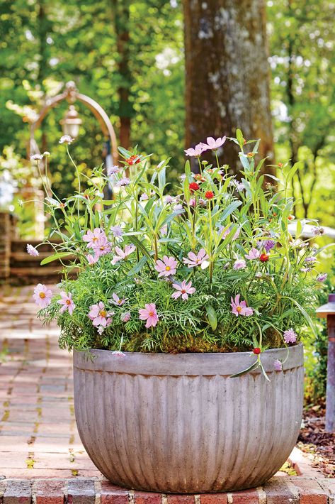 Yes, You Can Grow Cosmos in a Container Cosmos Container, Potted Geraniums, Cosmos Flowers, Planting Hydrangeas, Have Inspiration, Garden Containers, Garden Cottage, Container Plants, Front Garden