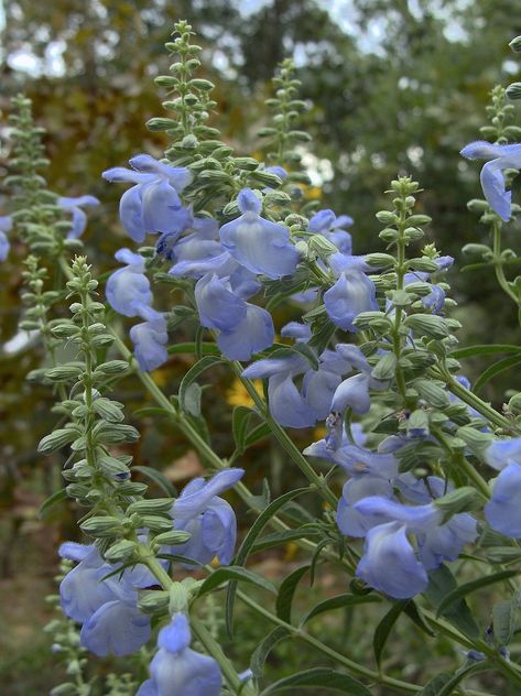 Salvia Aesthetic, Salvia Azurea, Salvia Blue, Blue Salvia, Purple Flowers Garden, Sage Plant, Planting Tips, Perennial Grasses, Native Plant Gardening