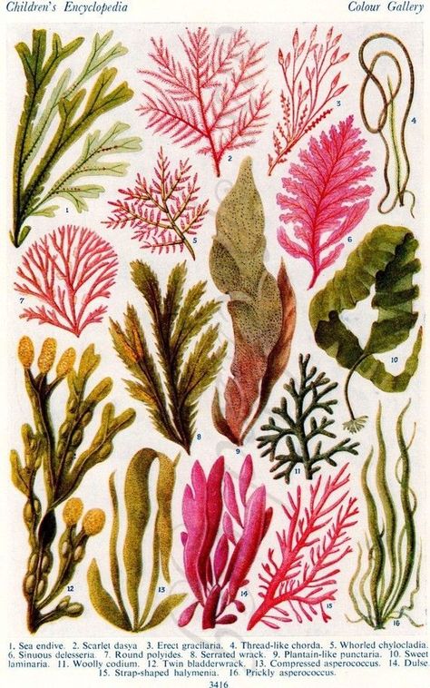 Coral Botanical Illustration, Ocean Plants, Underwater Plants, Sea Plants, Vintage Sea, Vintage Botanical Prints, Plant Illustration, Arte Animal, Microbiology