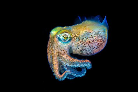 Bobtail squid Stubby Squid, Octopus Pictures, Underwater Drawing, Fish Photo, Tide Pool, Deep Sea Creatures, Animal Study, Beautiful Sea Creatures, Incredible Creatures