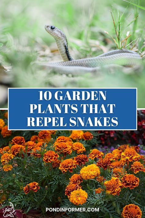 Snake Repellant Plants, Snake Repellant, Snake Repellent, Diy Garden Ideas, Garden Snakes, Goldfish Pond, Full Sun Perennials, Australian Plants, Best Plants