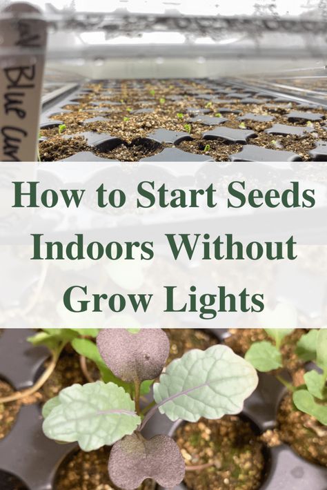 How to start seeds indoors without grow lights for success Seed Starting Table, Indoor Greenhouse Diy Seed Starting, Sowing Seeds Indoors, Diy Plant Grow Light, Indoor Seedling Setup, Greenhouse Grow Lights, Grow Lights For Seed Starting, How To Start Seeds Indoors, Diy Seed Starting Tray