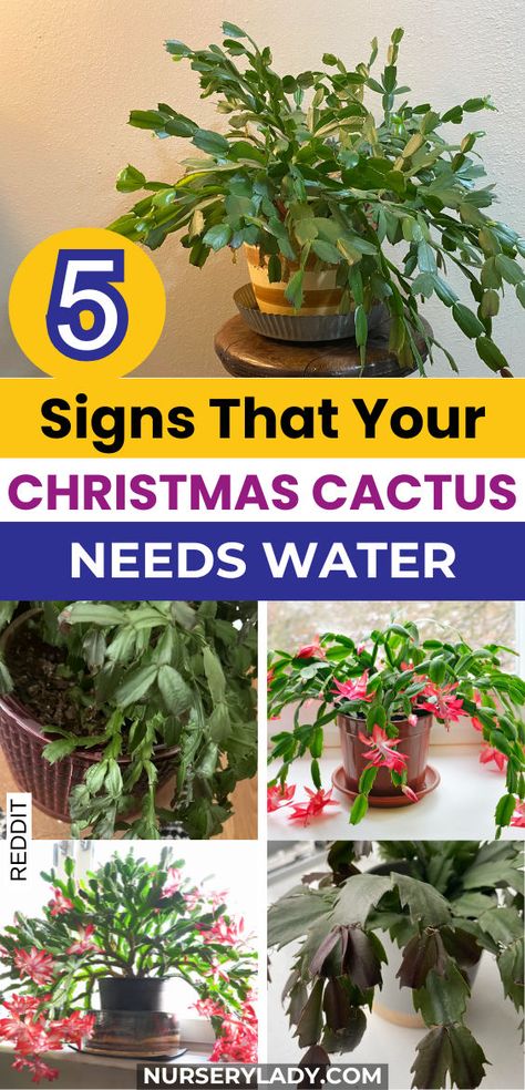 Discover the 5 signs that your Christmas cactus needs water to thrive!Learn essential tips for Christmas cactus watering and care to keep your plant healthy and vibrant.From recognizing drooping leaves to checking soil moisture,our guide covers everything you need for effective cactus care.Perfect for both Christmas and Easter cacti,explore propagation methods and enjoy stunning Christmas cactus flowers year-round. Ensure your holiday cactus stays hydrated and flourishing with our expert advice Christmas Cactus Flower, Christmas Cactus Propagation, Raised Container Garden, Christmas Cactus Care, Cactus Leaves, Christmas Cactus Plant, Cactus House Plants, Easter Cactus, Thanksgiving Cactus