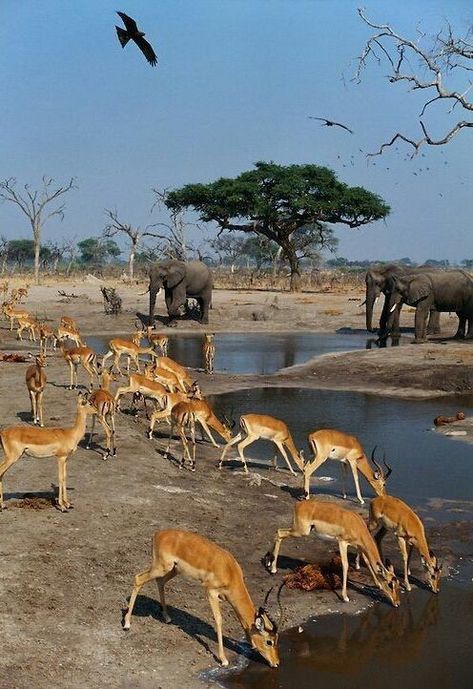 African Wildlife Photography, Frans Lanting, Chobe National Park, Africa Wildlife, Africa Animals, Okavango Delta, Watering Hole, African Wildlife, African Animals