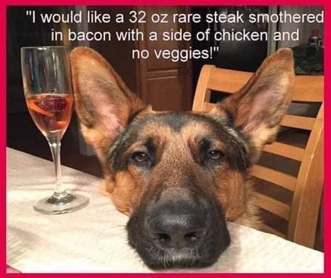 Dog Logic, Funny German Shepherd, German Shepherd Funny, Rare Steak, Cute Animals Puppies, Funny Dog Memes, Shepherd Dogs, Funny Dog Pictures, Funny Animal Jokes