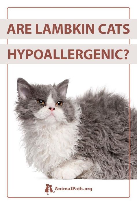 Are Lambkin cats hypoallergenic? Cat Allergy Remedies, Cats Hypoallergenic, Cat Wash, Selkirk Rex, Allergic To Cats, Allergy Remedies, Cat Allergies, Munchkin Cat, Healthy Cat