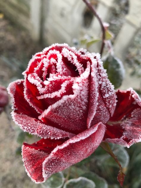 Frosted Flowers, Frozen Rose, Christmas 2024, Cherry Blossom, Blossom, Frozen, Roses, Collage, Nails