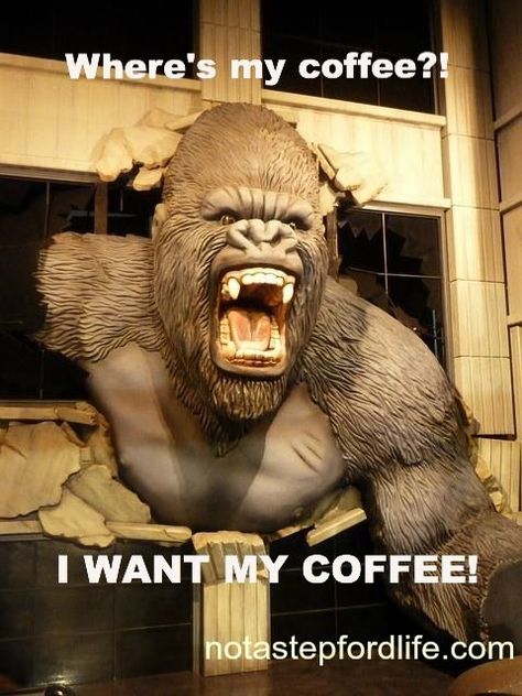 Funny Coffee Memes, funny animal memes Coffee Jokes, Face Treatments, Coffee Meme, 15th August, Coffee Talk, Need Coffee, Coffee Is Life, My Coffee, Coffee Love