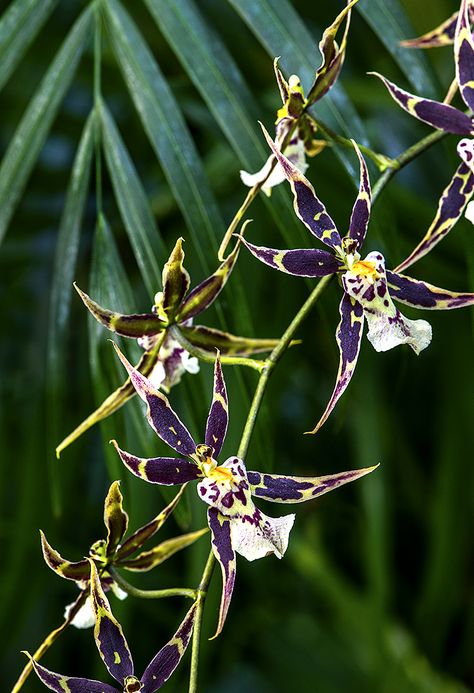 Brassidium Spider Orchid | PurpleSpiderOrchid Tropical Terrace, Orchid Poster, Spider Orchid, Orchid Photography, Orchids Flowers, Golden Summer, Orchid Show, Strange Flowers, Slytherin Aesthetic