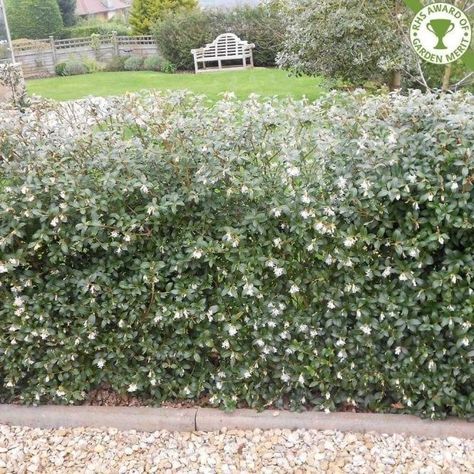 Osmanthus × burkwoodii hedging Osmanthus Burkwoodii, Hedge Plants, Hedging Plants, Front Gardens, China Garden, Fragrant Plant, Garden Shrubs, Evergreen Plants, Have Inspiration