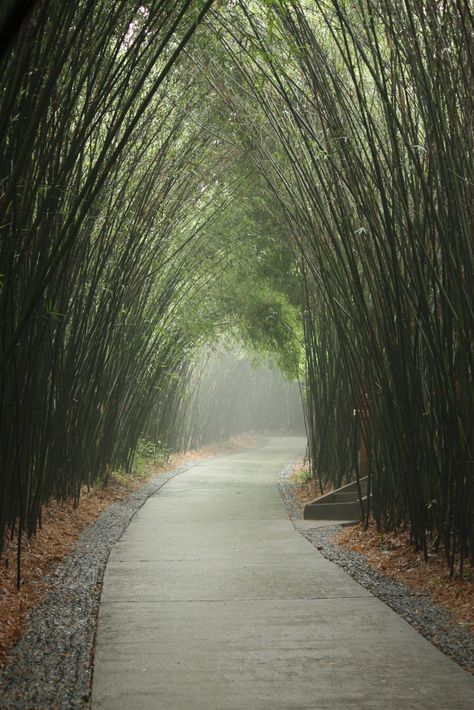 Pathway (Kyoto, Japan) Garden Tunnel, Garden Pathways, Tree Tunnel, Horse Trail, Boy Photography, Sketchbook Inspiration, Pretty Places, Walkway, Emphasis