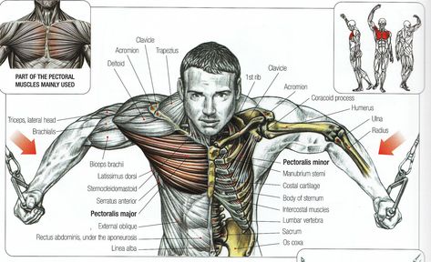 Cable Crossover, Powerlifting Training, Biceps Brachii, Body Building Tips, Gluteal Muscles, Muscle Anatomy, Heart Muscle, Thigh Muscles, Chest Muscles