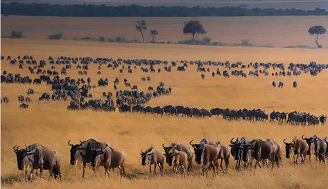 Where & When to see the Great Wildebeest Migration in Africa... Plan your safari right and you could see the most spectacular wildlife show on Earth!  #africa #wildebeestmigration #safari #migrationroute #captureafricatours #bucketlist #travel #wildlife https://www.captureafricatours.com/see-wildebeest-migration-2/ Migration Of Animals, Alien Illustration, Animal Migration, Wildebeest Migration, Calving Season, Great Migration, The Great Migration, Africa Tour, Tanzania Safari