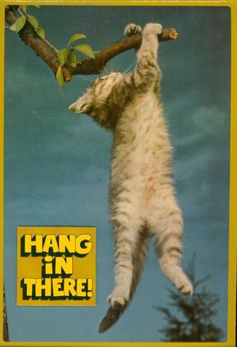 9 Classic Animal Motivation Posters That Continue to Inspire Hang In There Cat, Cat Behaviour, Cat Sculpture, Dorm Posters, Hang In There, Cat Posters, Cute Poster, Hanging Posters, Borderlands