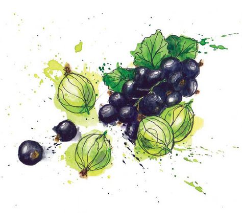 Beautiful watercolour by Georgina Luck Watercolour Packaging, Gabriel Drawing, Watercolour Blackberries, Cucumber Watercolor, Georgina Luck, Figs Watercolor Illustration, Culinary Illustration, Lettuce Botanical Illustration, Cucumber Botanical Illustration