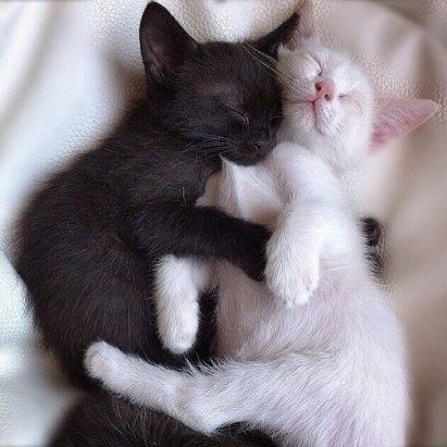 Cat Couple, Söt Katt, Beautiful Cat Breeds, White Kittens, Cat People, Cat Person, Cat Aesthetic, Silly Cats