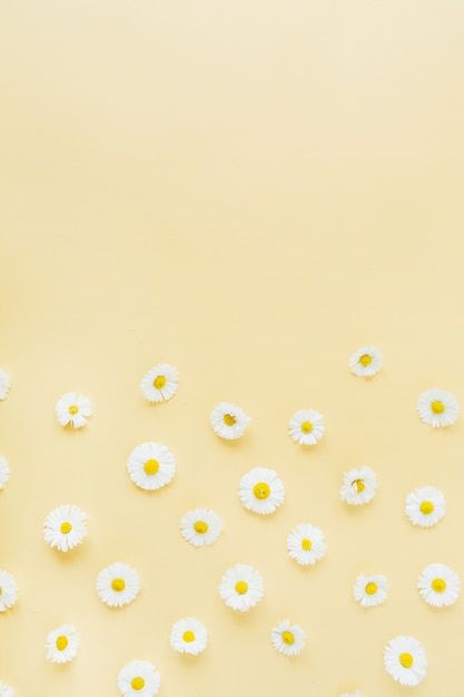 Photo white chamomile daisy flowers patt... | Premium Photo #Freepik #photo #chamomile-flower #flower-gift #chamomile #flower-flat-lay Flower Flat Lay, Chamomile Flower, Flower Flat, Daisy Flowers, Flowers Pattern, Life Photography, Still Life Photography, Daisy Flower, Premium Photo