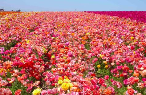 Rose Fields, Grasse. Roses Pinterest, Ranunculus Centerpiece, Ranunculus Arrangement, Ranunculus Garden, Ranunculus Boutonniere, Ranunculus Wedding, Carlsbad Flower Fields, Ranunculus Bouquet, Field Wallpaper