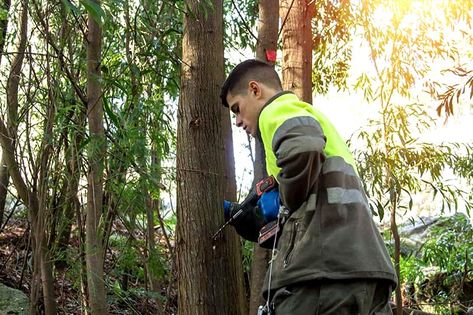 How To Secretly Kill a Tree Kill Tree Roots, Muriatic Acid, Foliar Spray, Copper Nails, Tree Sap, Tree Removal, Drilling Holes, Tree Roots, One Tree