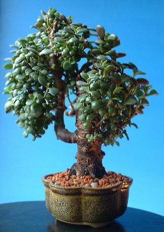 Crassula ovata/ Jade or Money Tree Bonsai – Bonsai4Me Money Tree Bonsai, Tree In A Pot, Bonsai Mame, Money Tree Plant, Jade Bonsai, Jade Tree, Bonsai Care, Bonsai Techniques, Mini Bonsai