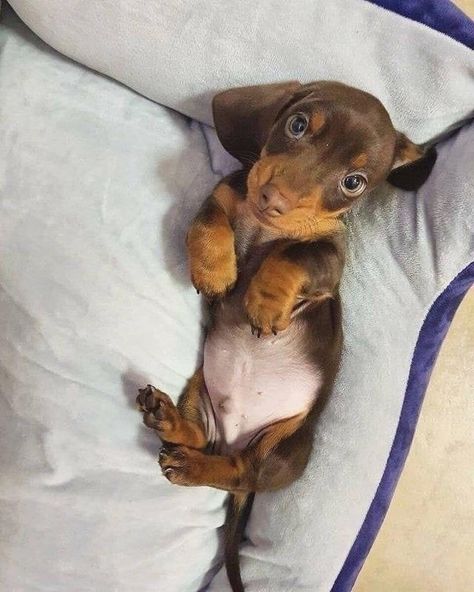 Daushands Puppies, Mini Daschund Long Haired, Fluffy Sausage Dog Dachshund Puppies, Mini Dushshund, Brown Mini Daschund, Weiner Dog Puppies, Spotted Mini Dachshund, Sausage Dog Puppy, Dapple Dachshund Puppy