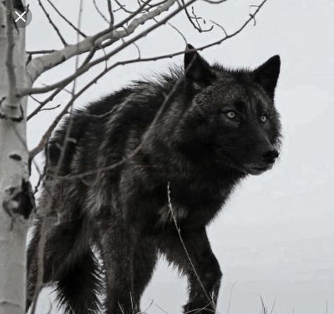 Thyra Lockwood. Yes lockwood. Tyler Lockwoods twin sister. She's stun… #romance #Romance #amreading #books #wattpad Black Wolves, Wolf Hybrid, Wolf Photos, Dire Wolf, Wolf Love, Wild Wolf, Wolf Pictures, Beautiful Wolves, Wolf Spirit