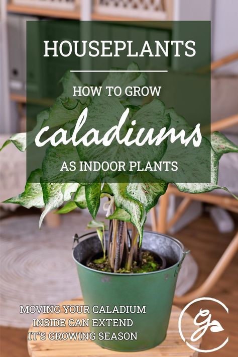 Caladium House Plant, How To Grow Caladium Plants, Caladiums In Pots Indoors, Caladium Care Indoor, Caladium Planter Ideas, Caladium Indoor, Caladium Container Ideas, Caladiums In Pots, Caladium Care