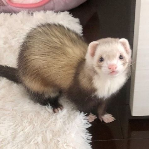 Huron Animal, Fluffy Ferret, European Polecat, Ferret Animal, Ferret Tattoo, Baby Ferrets, Funny Ferrets, Ferret Cage, A Ferret