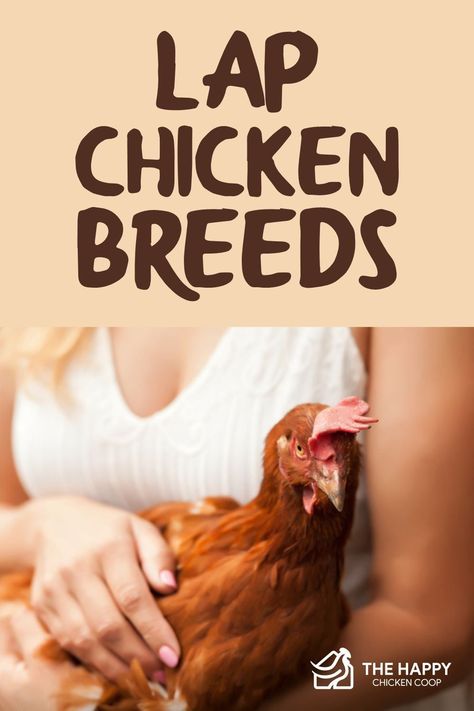 Chickens As Pets, Dogs And Chickens, House Chicken Pet, Pet Chicken Ideas, Chicken Entertainment Ideas, Chicken Feed Diy, Pet Chickens Breeds, Chickens For Beginners, Chicken Pens