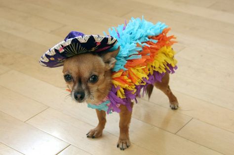 Piñata costume for Chihuahua Diy Pet Costumes, Diy Dog Costumes, Pet Halloween Costumes, Chihuahua Love, Dog Halloween Costumes, Dog Costumes, Dog Costume, Halloween Animals, Pet Costumes