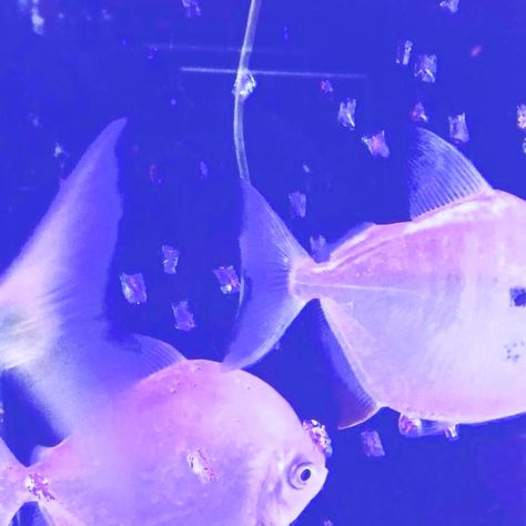 blue purple aura aesthetic Kokomi Fish, Purple Mermaid Aesthetic, Seapunk Aesthetic, Kokomi Aesthetic, Sangonomiya Kokomi, Pretty Fish, Photographie Portrait Inspiration, Ex Machina, Retro Futurism