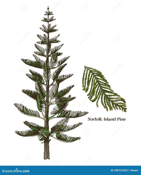 Illustration about Norfolk Island pine tree with branch colorful vector hand drawn illustration in vintage style. Coniferous trees series. Illustration of leaf, beautiful, fresh - 298722263 Pine Tree Botanical Illustration, Norfolk Pine Tree Tattoo, Inspiring Embroidery, Pine Tree Illustration, Norfolk Island Pine, Pine Tattoo, Series Illustration, Coniferous Trees, Norfolk Island